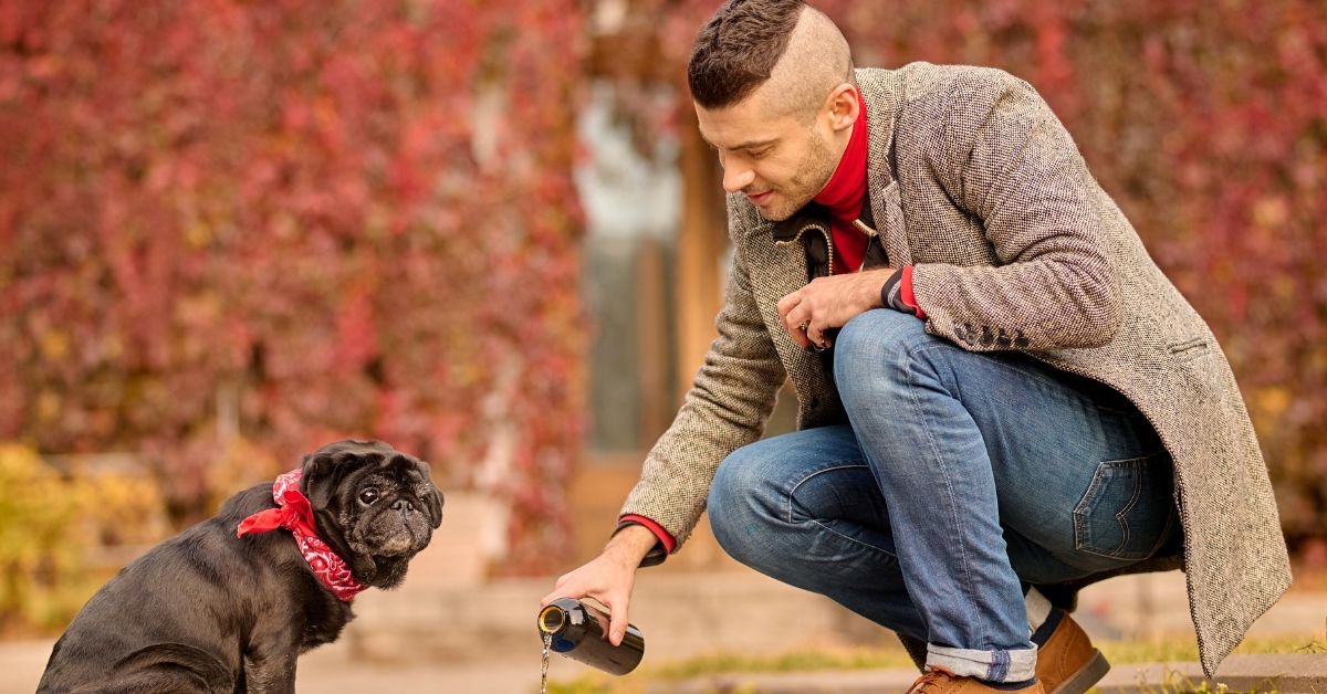 can dogs eat blueberries