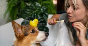 can dogs eat cucumber