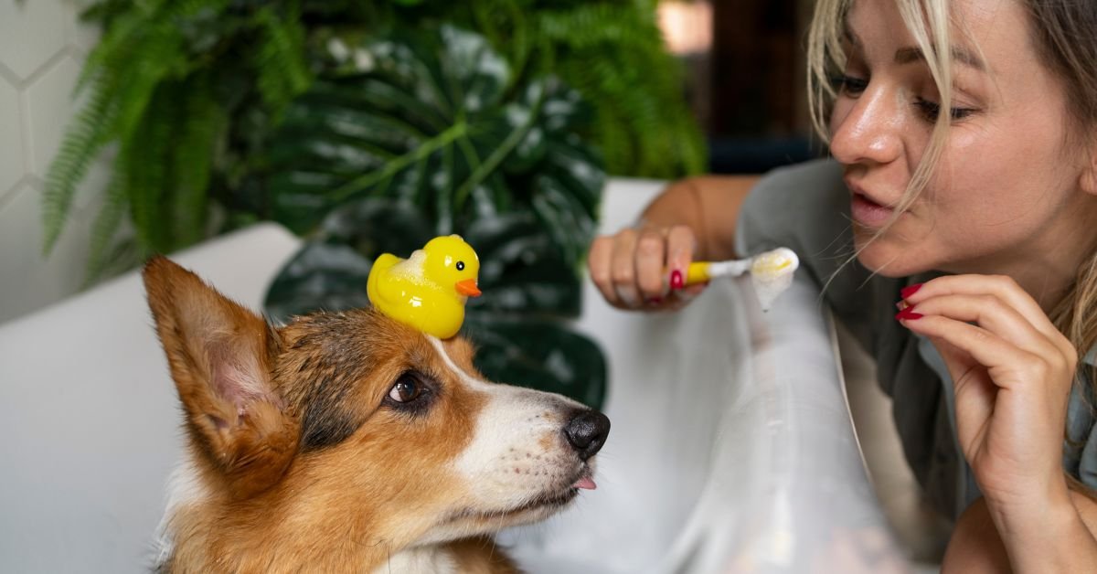 can dogs eat cucumber