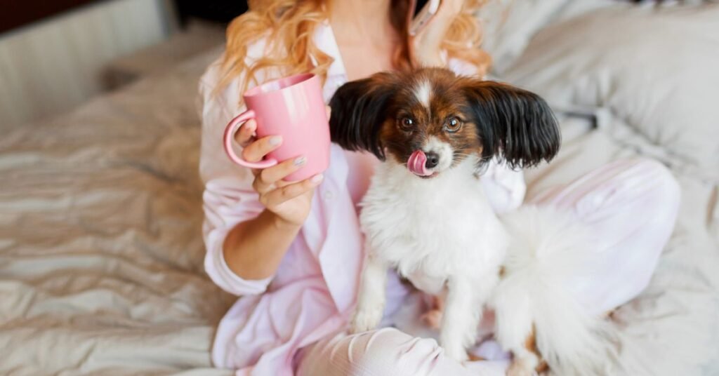 can dogs have marshmallows