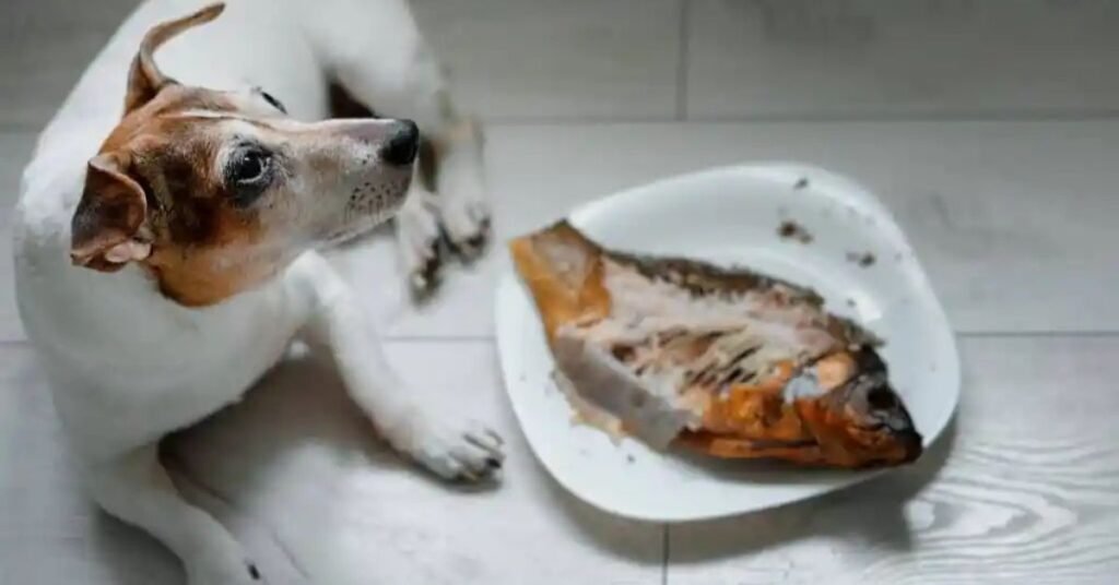 do dogs eat fish