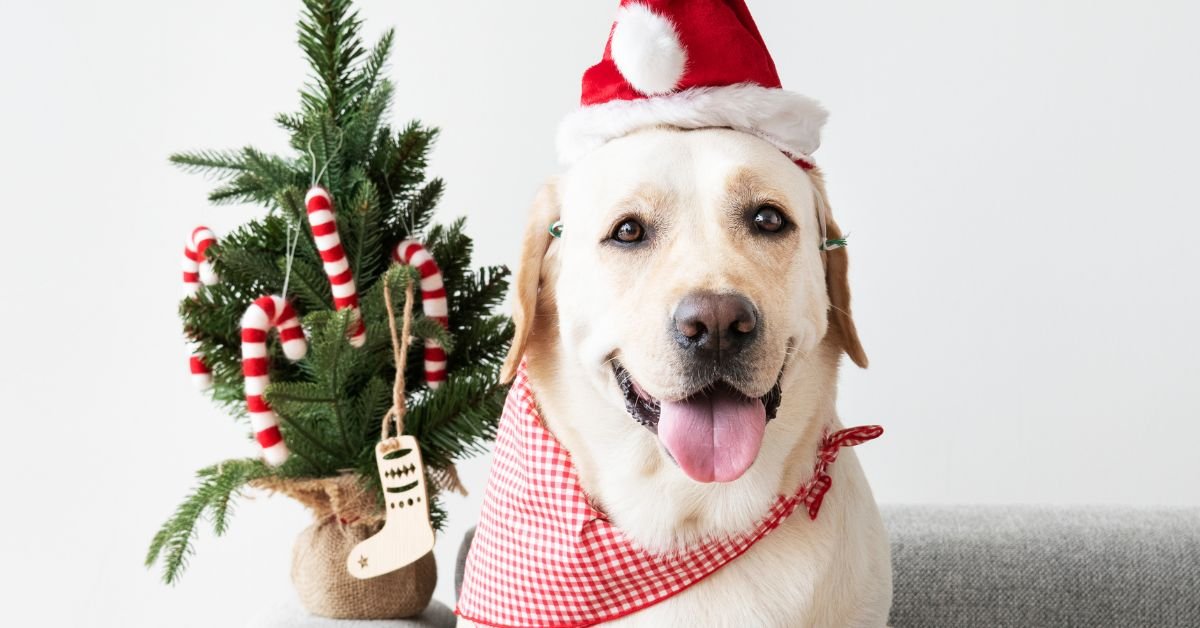 dog christmas outfit