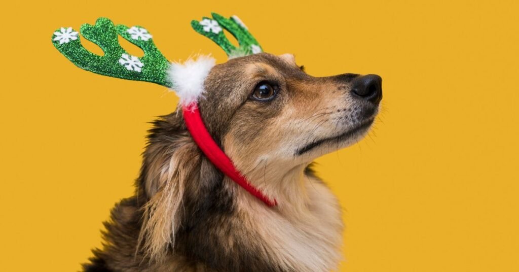 dog christmas outfit