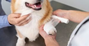 dog nail bleeding