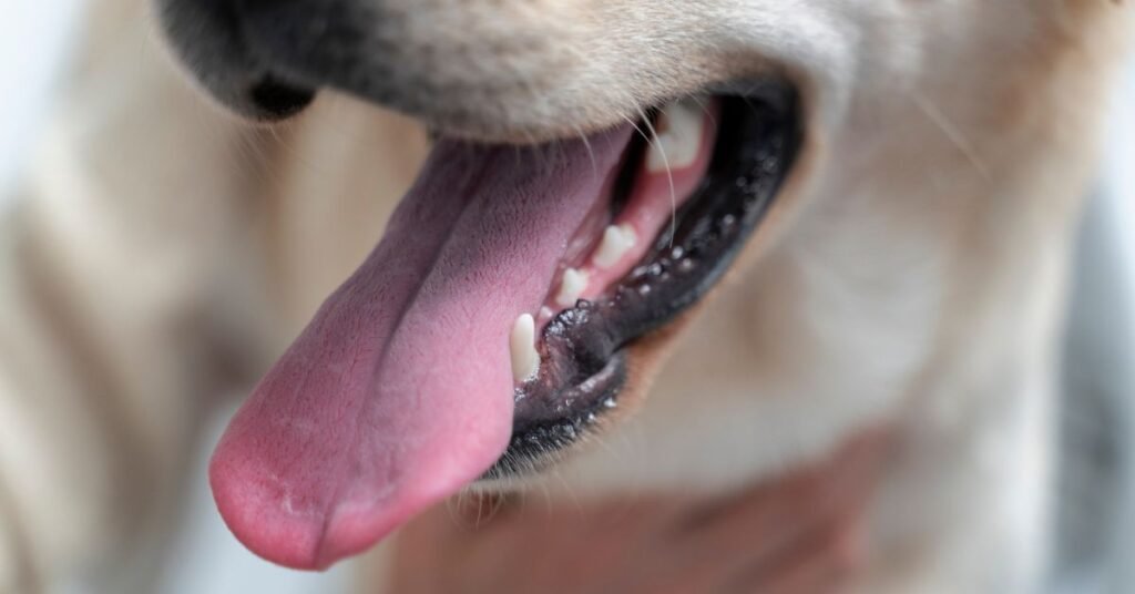 dog teeth chattering