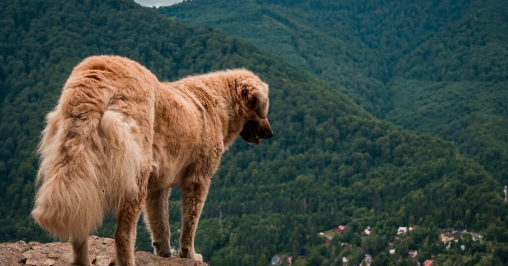 golden mountain dog