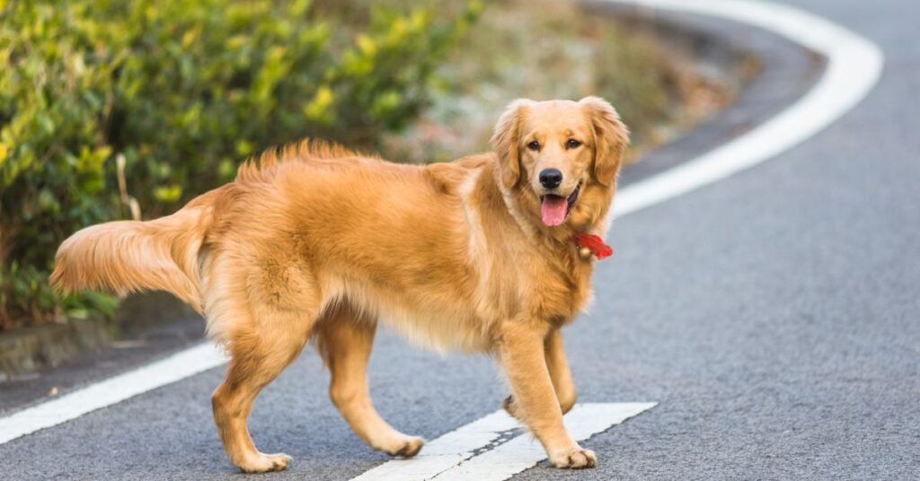 golden mountain dog