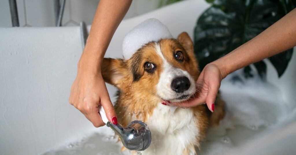 hypo shampoo for dogs