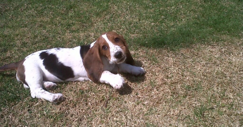 basset hound puppies