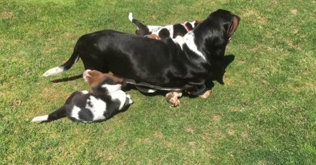 basset hound puppies