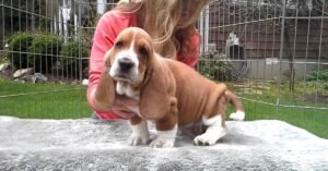 basset hound puppies