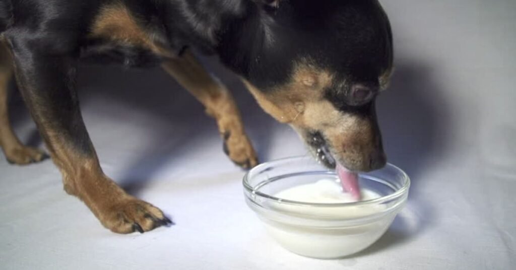 can dogs drink milk