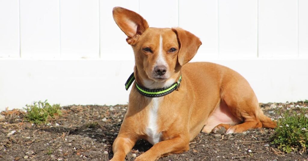 chiweenie