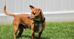 chiweenie