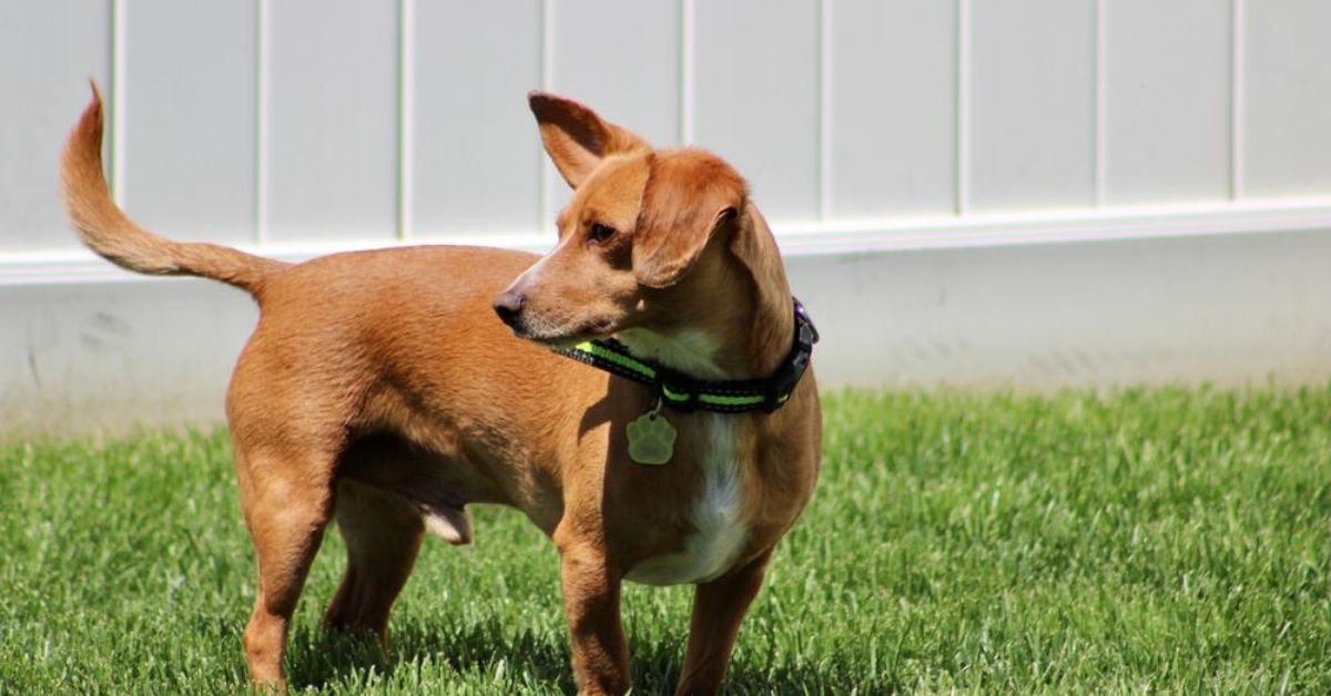 chiweenie