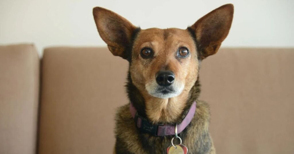 cutest dog breeds