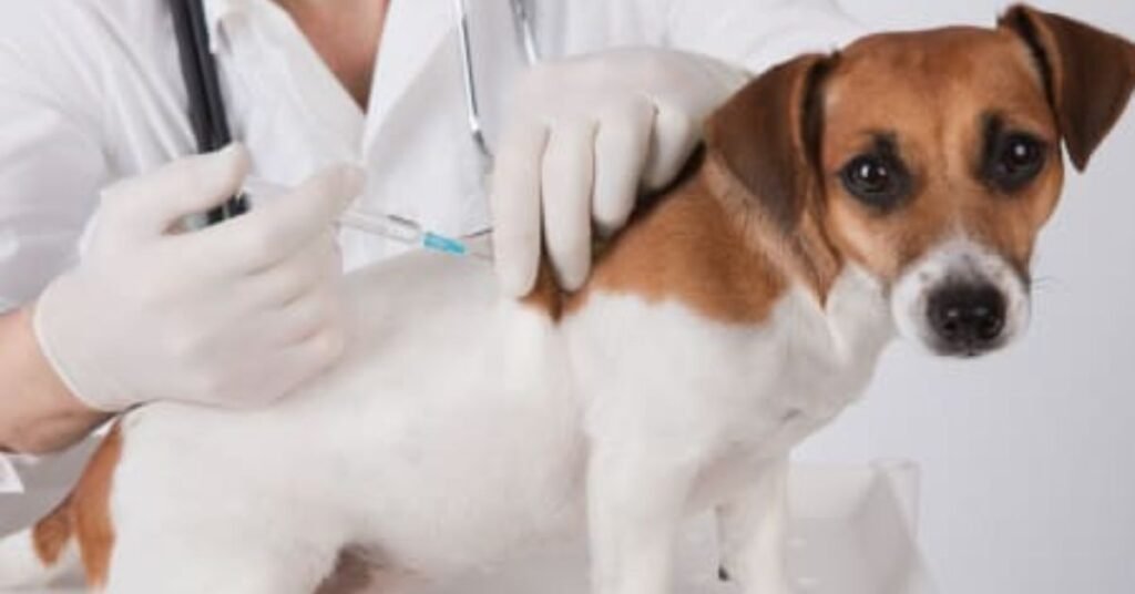 dhpp vaccine for dogs