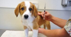 dhpp vaccine for dogs