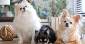 dog breeds for apartments