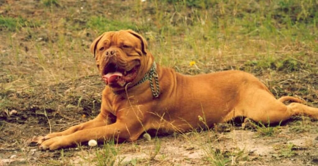 dog the bordeaux