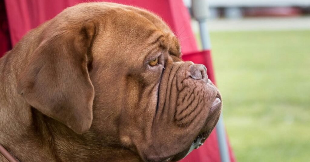 dog the bordeaux
