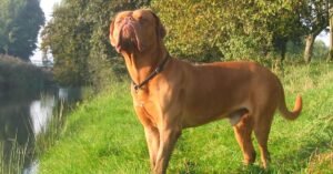 dog the bordeaux