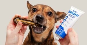 dog toothpaste