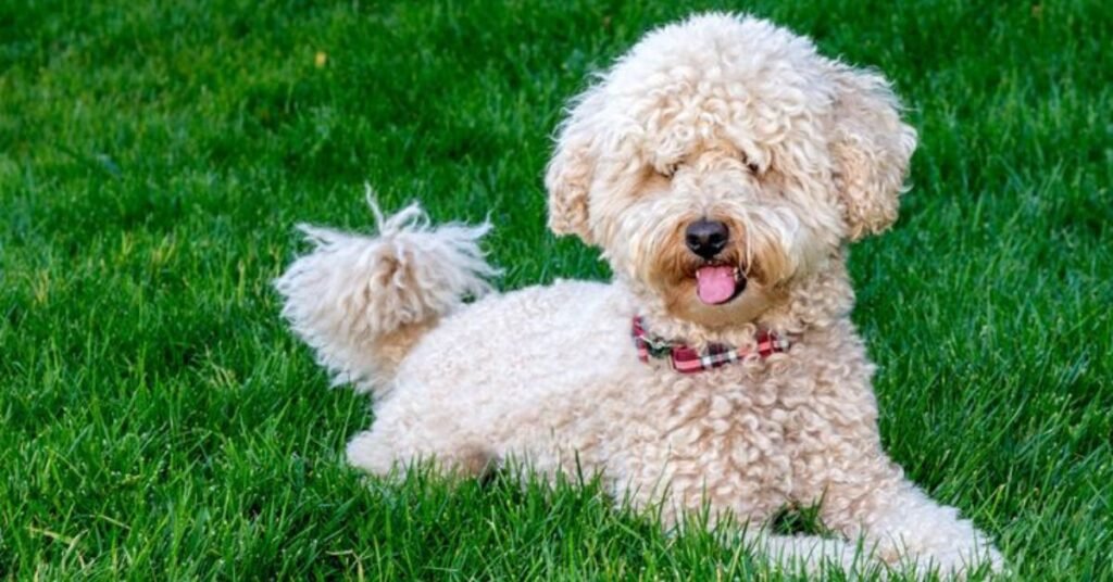 dogs that don't shed