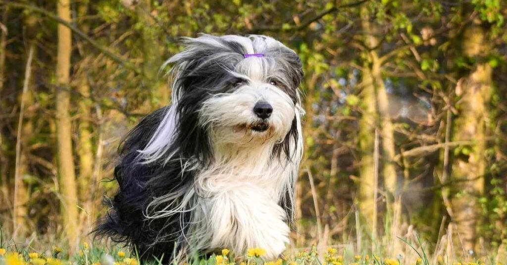 dogs that don't shed