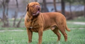 dogue de bordeaux