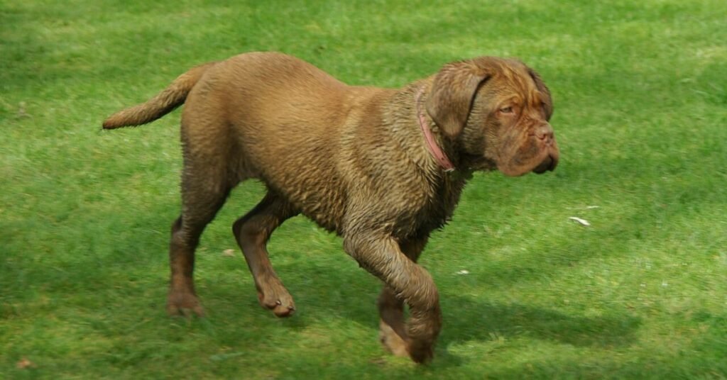 dogue de bordeaux