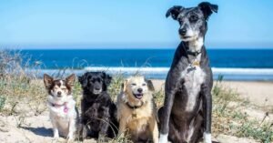 excellent family dogs