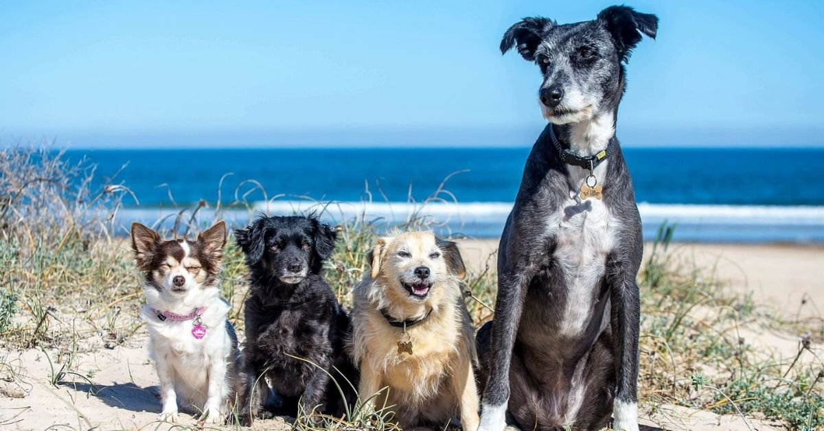 excellent family dogs