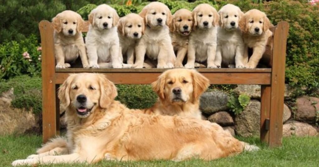 excellent family dogs
