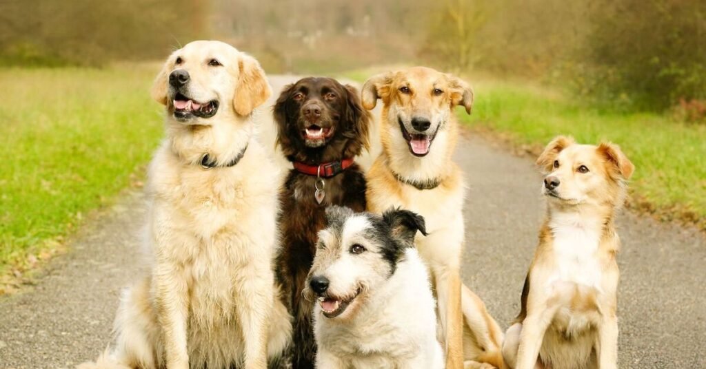 excellent family dogs
