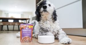 grain free dog food