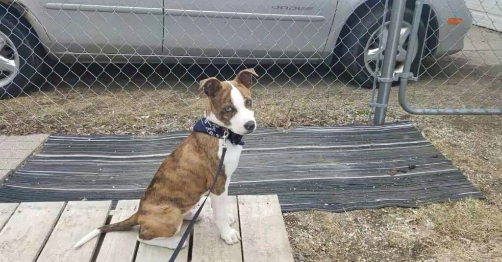 husky cross pitbull