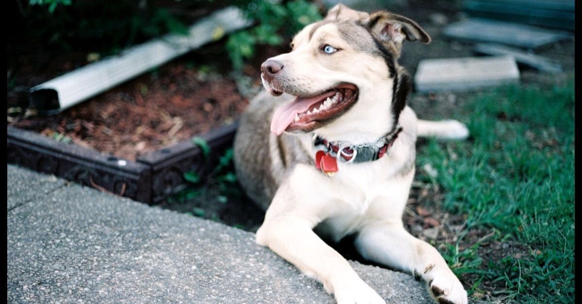 husky cross pitbull