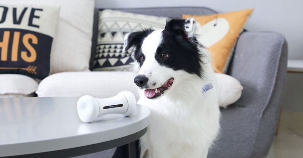  interactive dog toys
