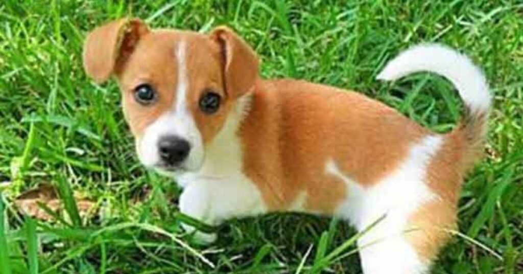 jack russell chihuahua mix