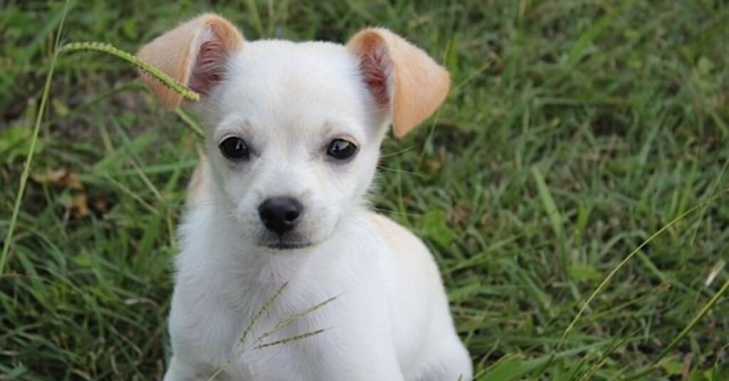jack russell chihuahua mix