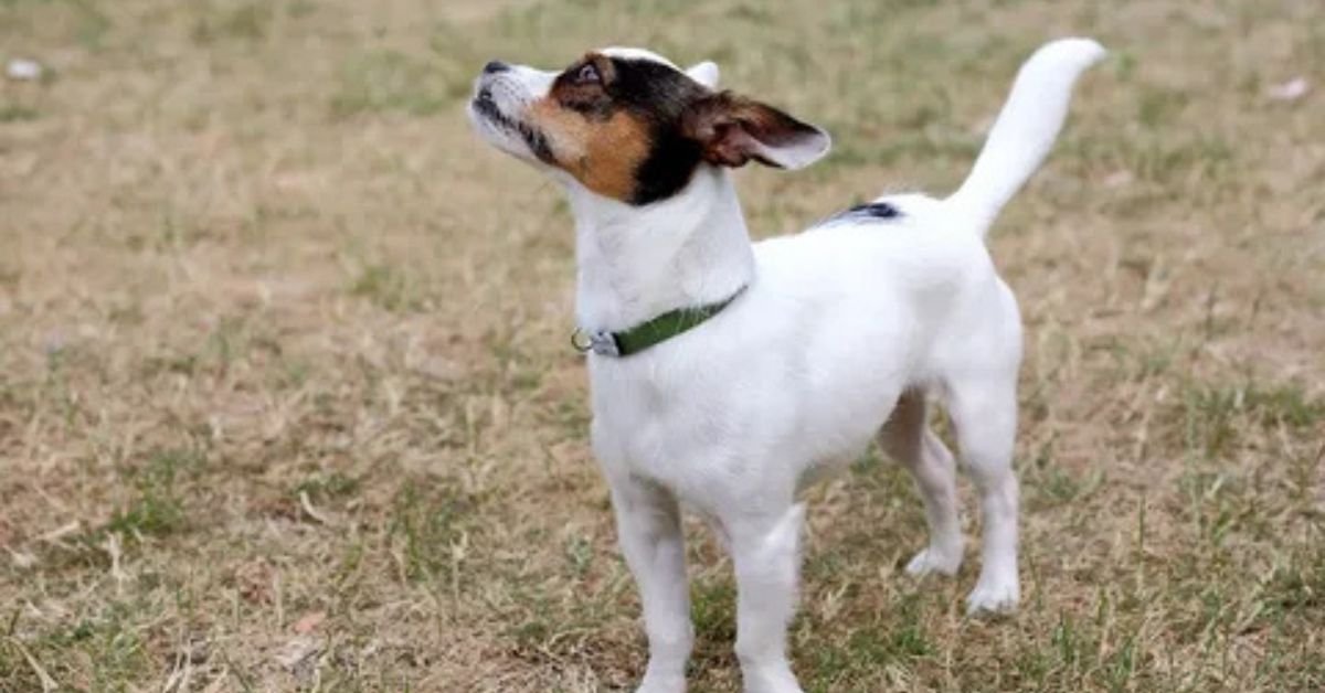jack russell chihuahua mix