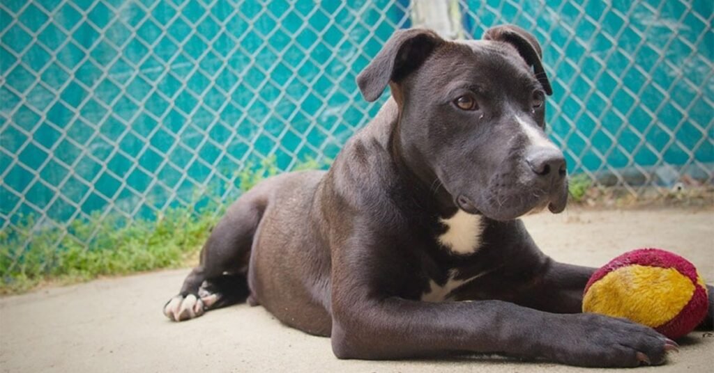lab dog mix with pitbull
