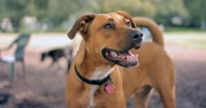 lab dog mix with pitbull