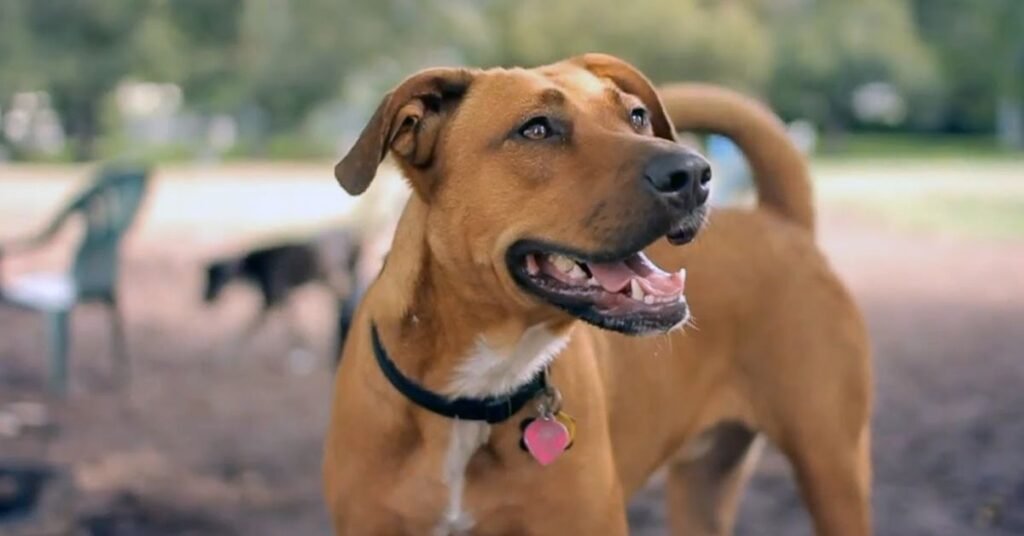 labrador mix with a pitbull