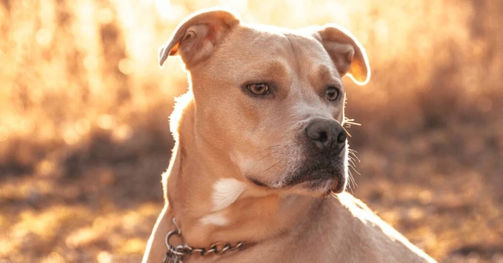 labrador mix with a pitbull