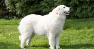 maremma sheepdog dogs