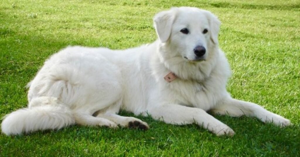 maremma sheepdog dogs