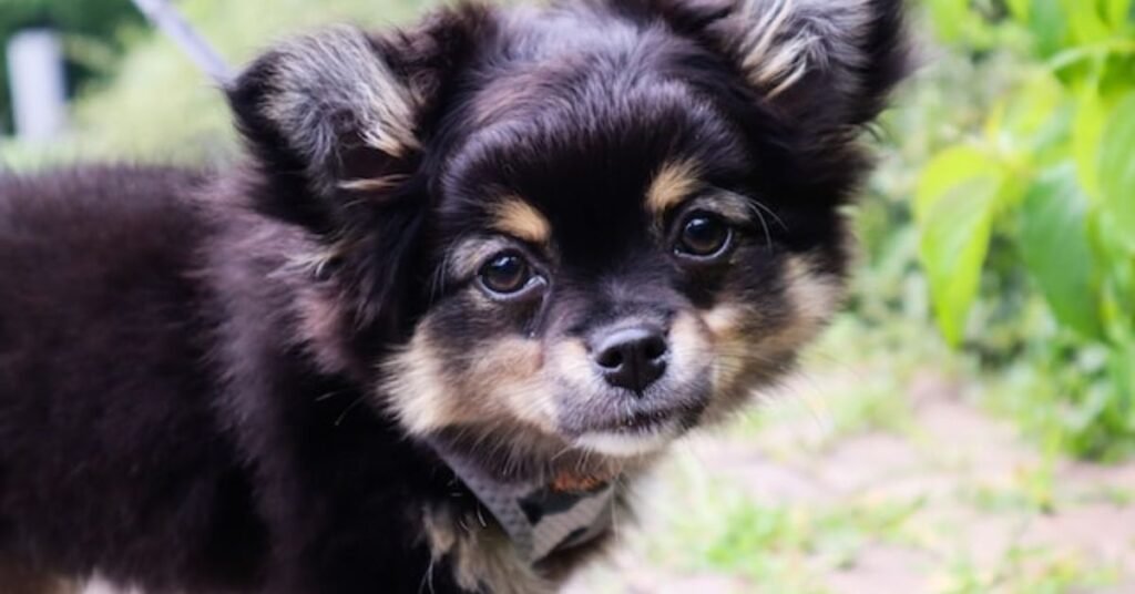 mix chihuahua pomeranian