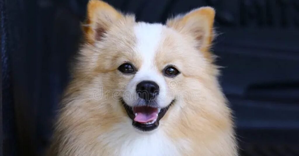 mix chihuahua pomeranian